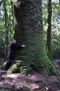 Maravilhada com a gigantesca araucária na região de Nova Petrópolis - RS